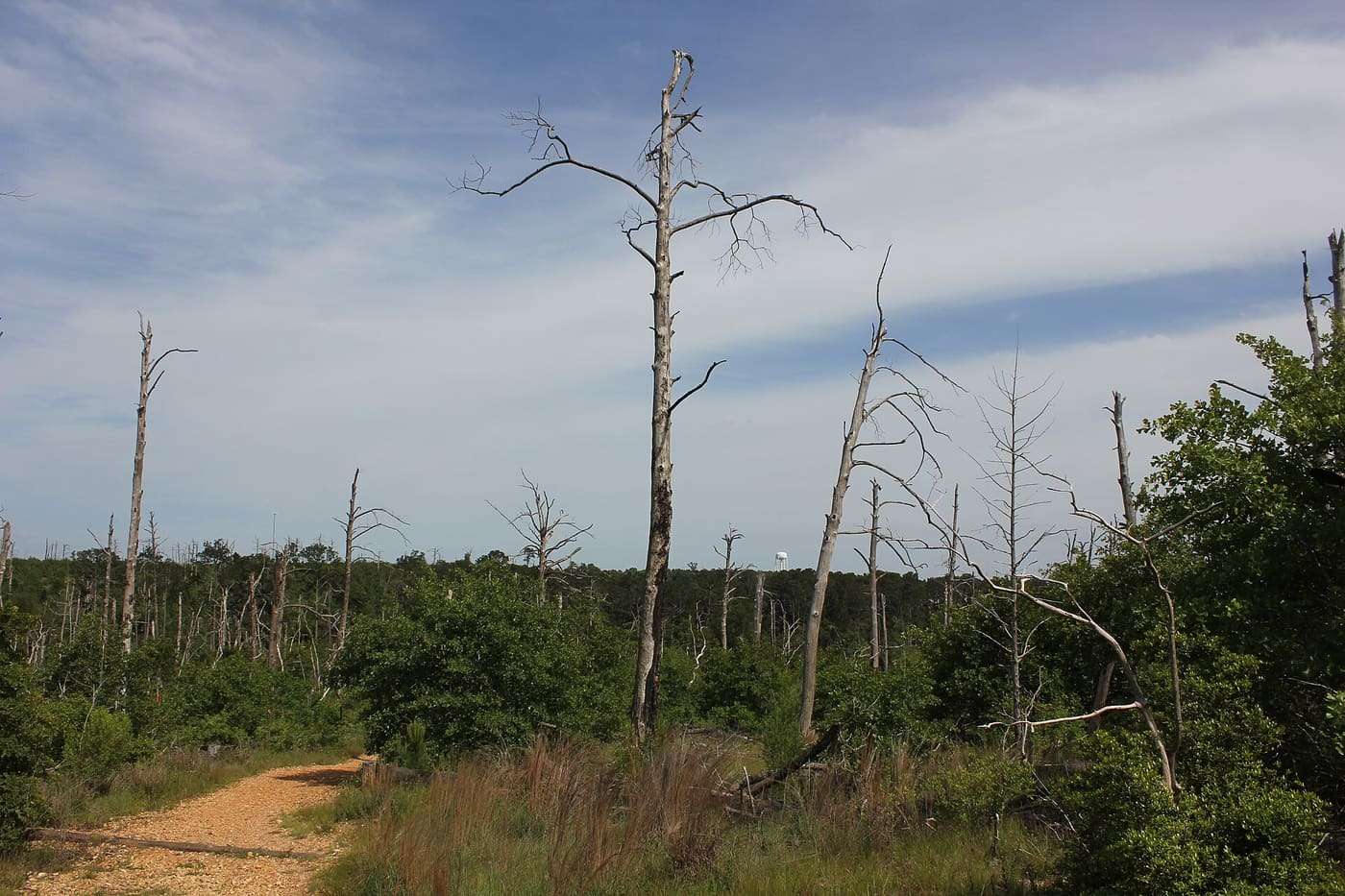 Bastrop State Park history: <a href=" https://www.flickr.com/redirect?url=https://en.wikipedia.org/wiki/Bastrop_State_Park " rel="noreferrer nofollow">en.