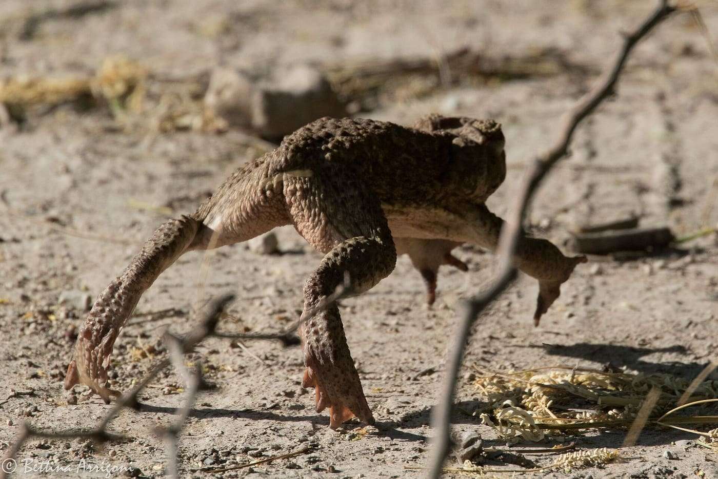 Cane Toad | Bentsen Rio-Grande SP | Mission | TX|2018-03-20|08-26-53.jpg