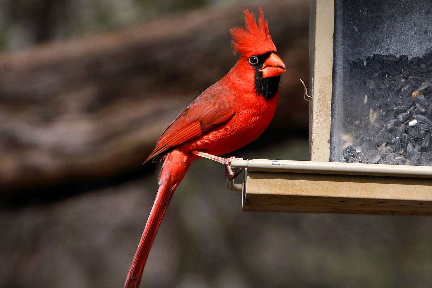 A male northern cardinal ( Cardinalis cardinalis ) at the bird viewing blind in Abilene State Park , in Taylor County, Texas, United States.