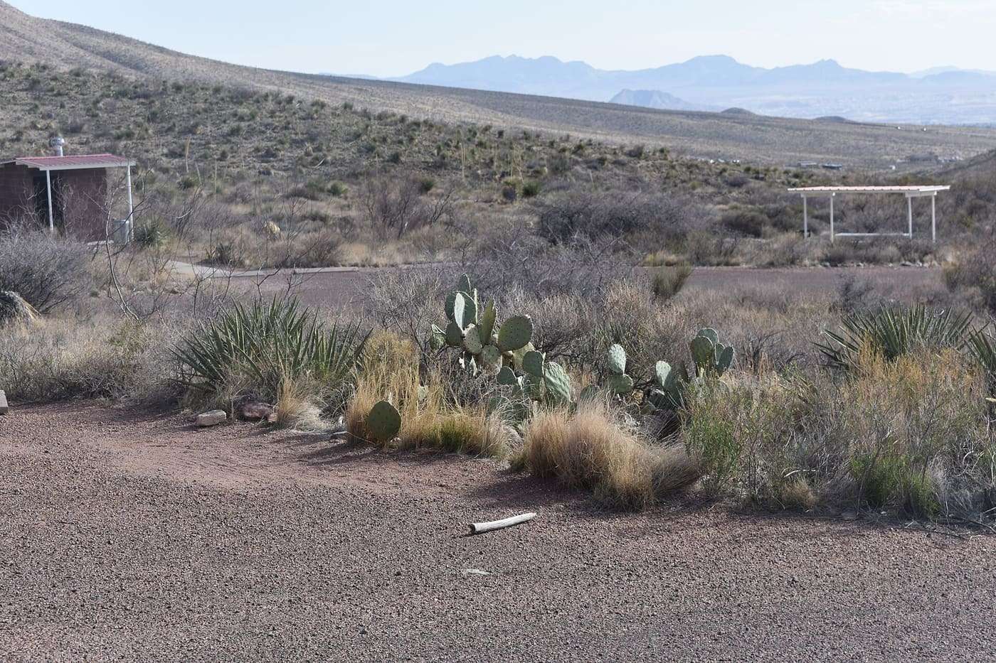 Prickly pear cactus at Franklin Mountains SP (Tom Mays unit)