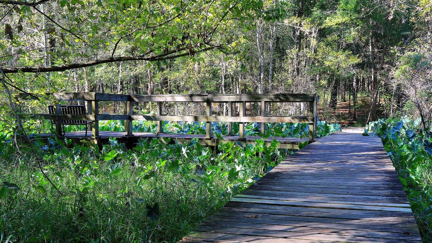 The Headwater Boardwalks in Huntsville State Park in Walker County, Texas, United States are built over wetlands and marshes of Lake Raven's headwaters..