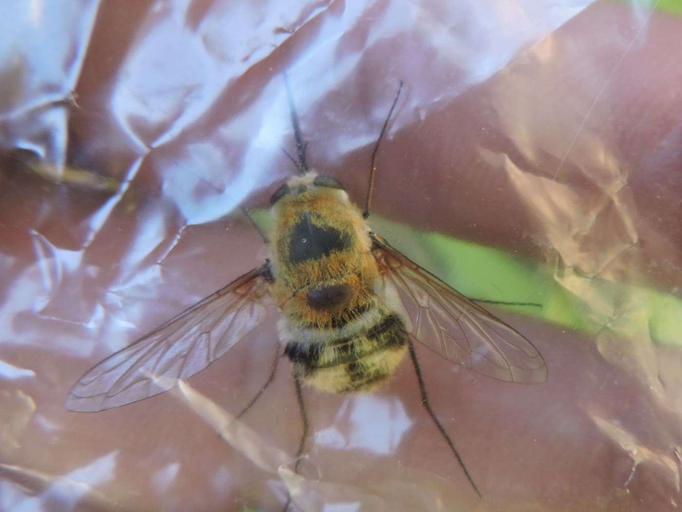 A bomber fly hovering. Palo Pinto County , USA