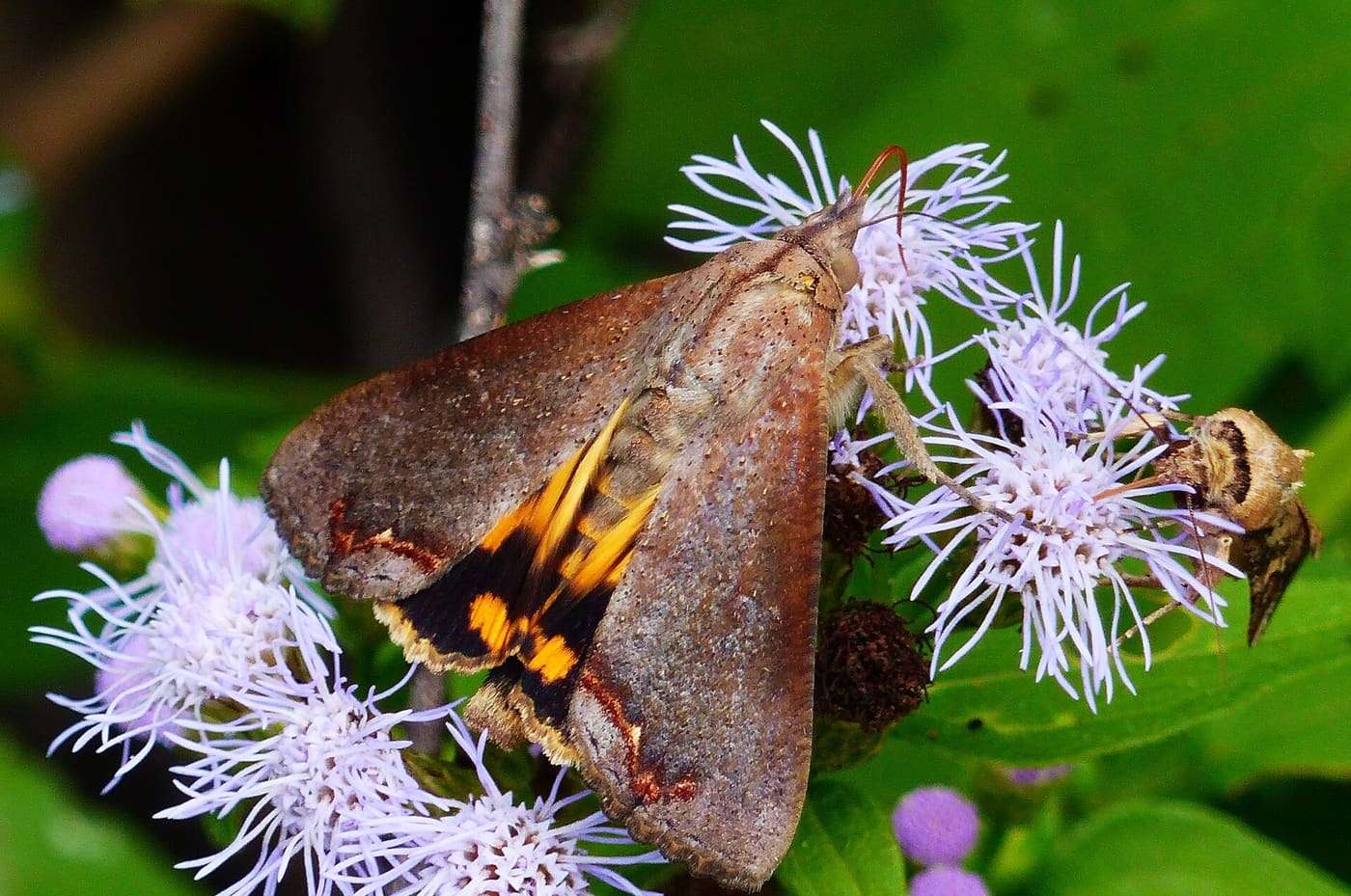 Hypocala Moth ( Hypocala andremona )