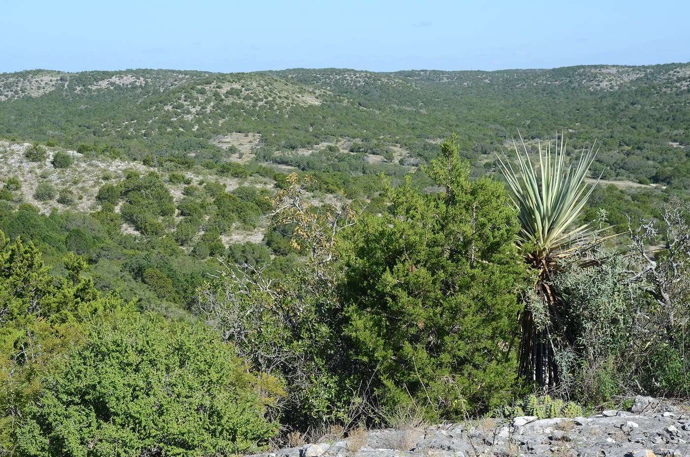 A landscape photo from the top of a hill in Kickapoo Cavern State Park in Kinney and Edwards County, Texas, United States.