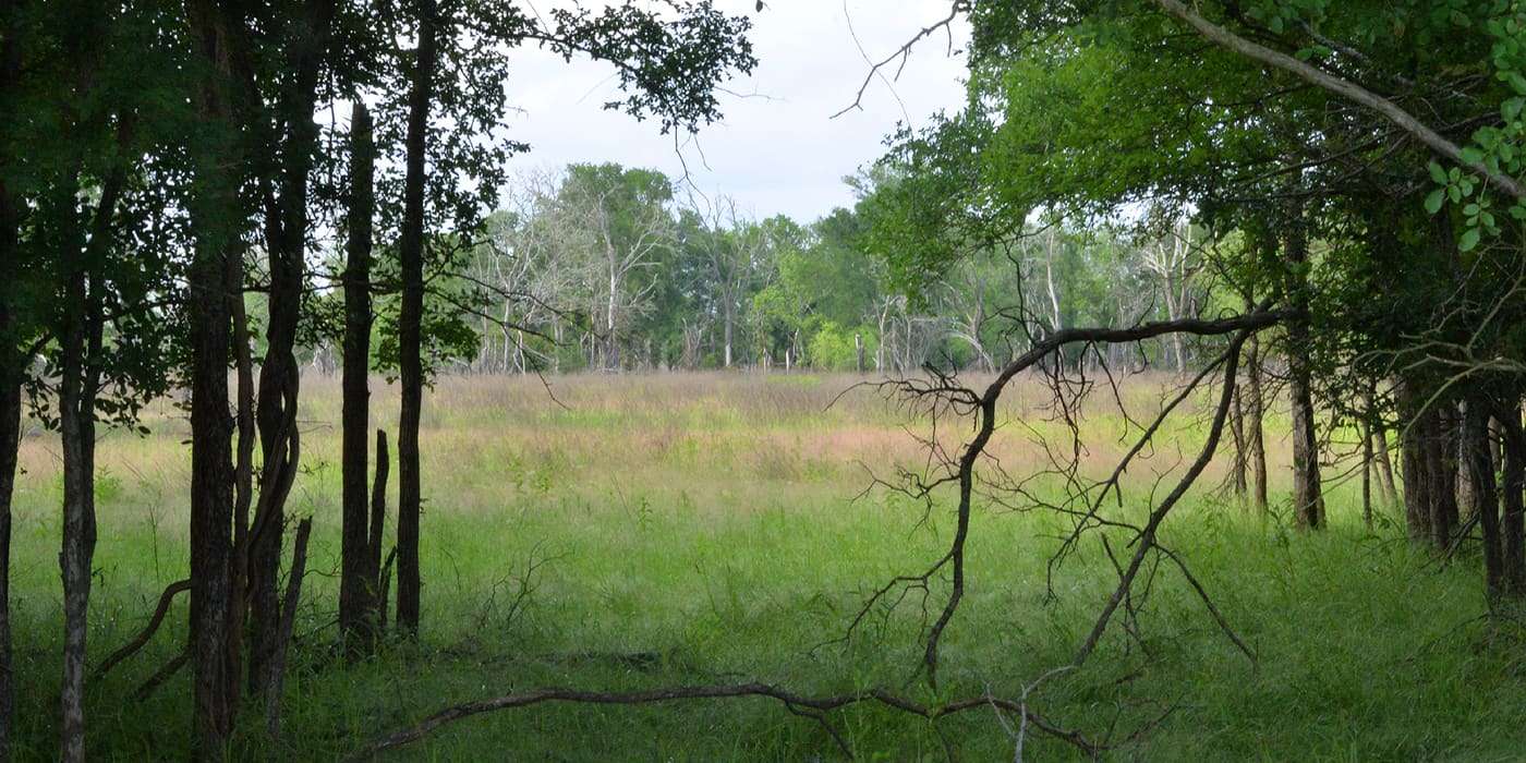 Lake Somerville State Park in the East Central Texas forests (Post Oak Savannah) ecoregion of Texas. Lee County, Texas, USA (30.2905°N, 96.6947°W, 83 m. elev.).