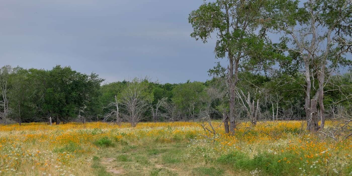 Lake Summerville State Park in the East Central Texas forests (Post Oak Savannah) ecoregion of Texas. Lee County, Texas, USA (30.2933°N, 96.6909°W, 77 m. elev.)