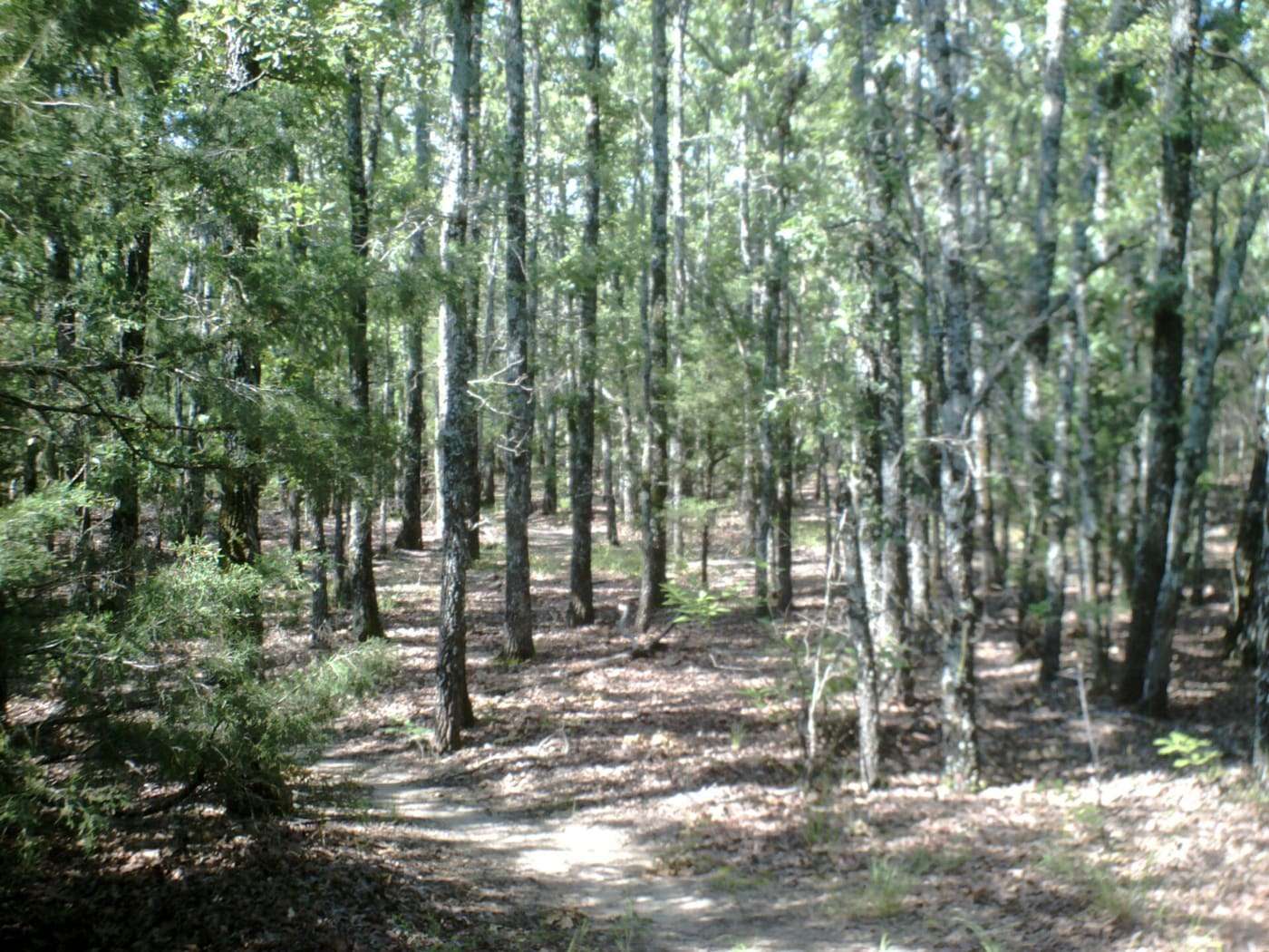 A woodland hiking area in Lake Tawakoni State Park in Hunt County, Texas, United States.
