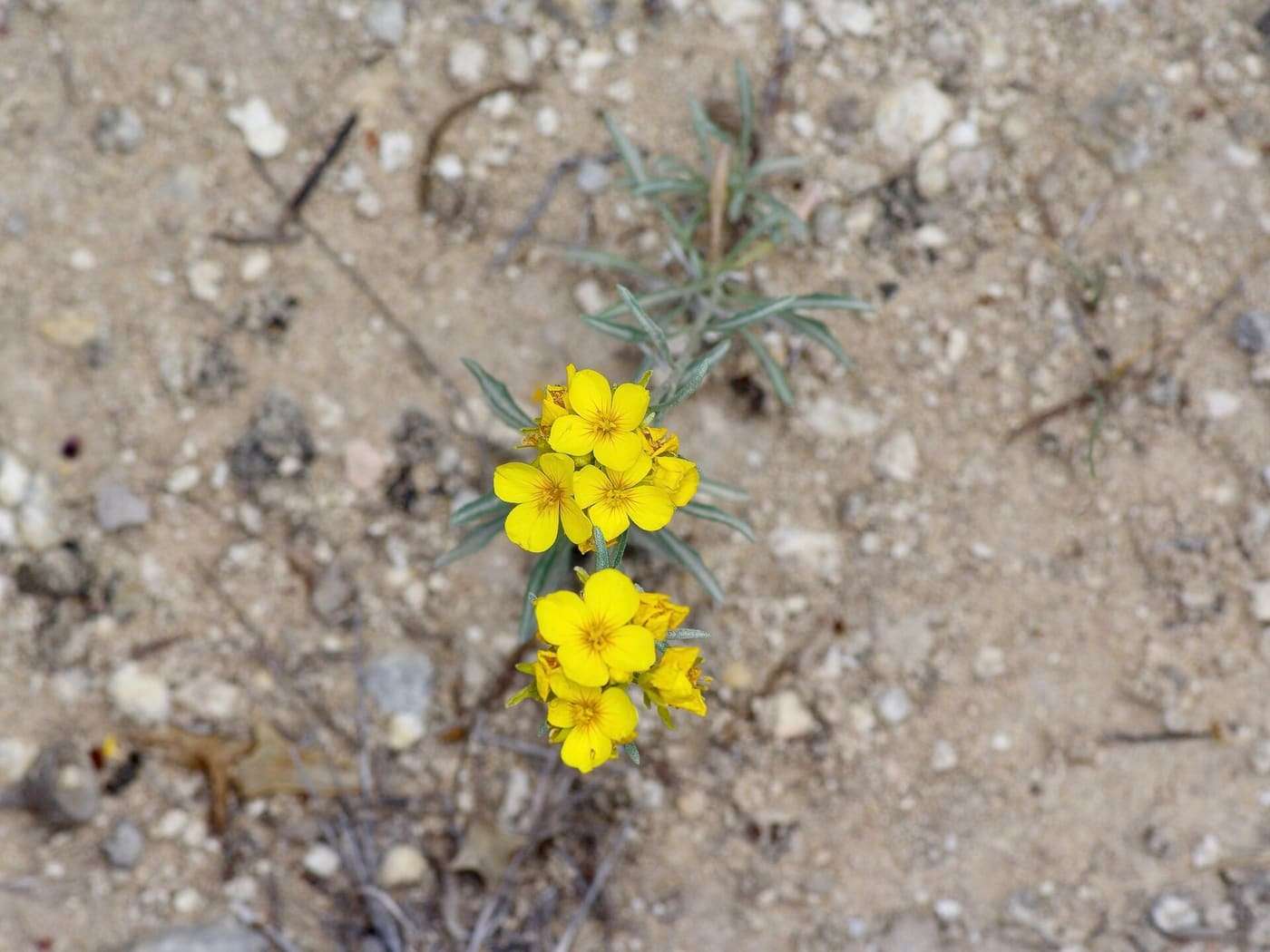 Physaria fendleri flowers photographed Hill Country State Natural Area, Bandera County, Texas, US