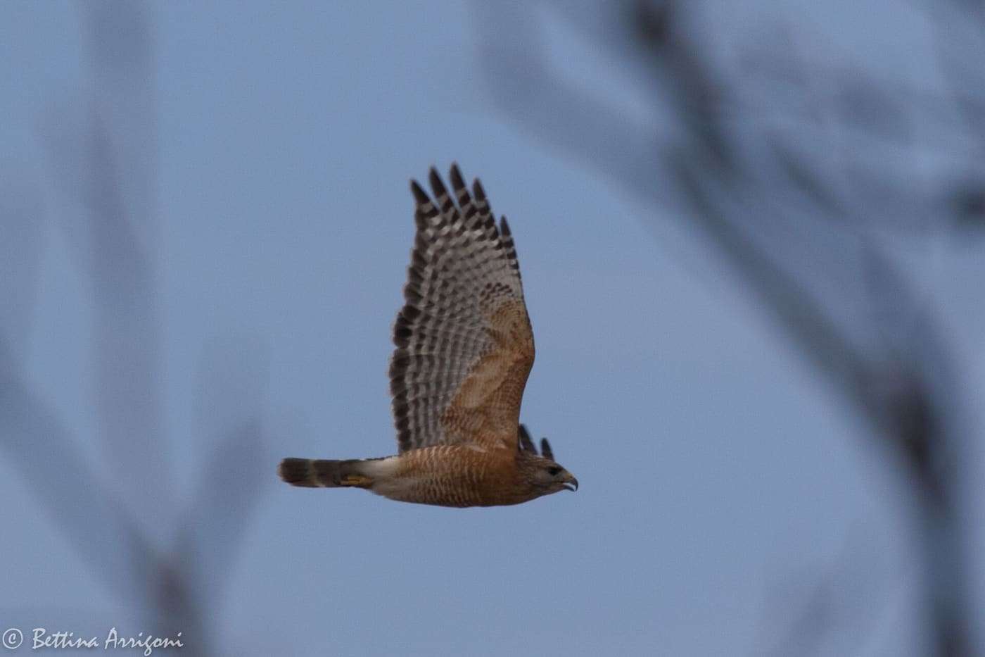 Red-shouldered Hawk | South Llano River State Park | TX|2018-02-24|13-30-59-2.jpg