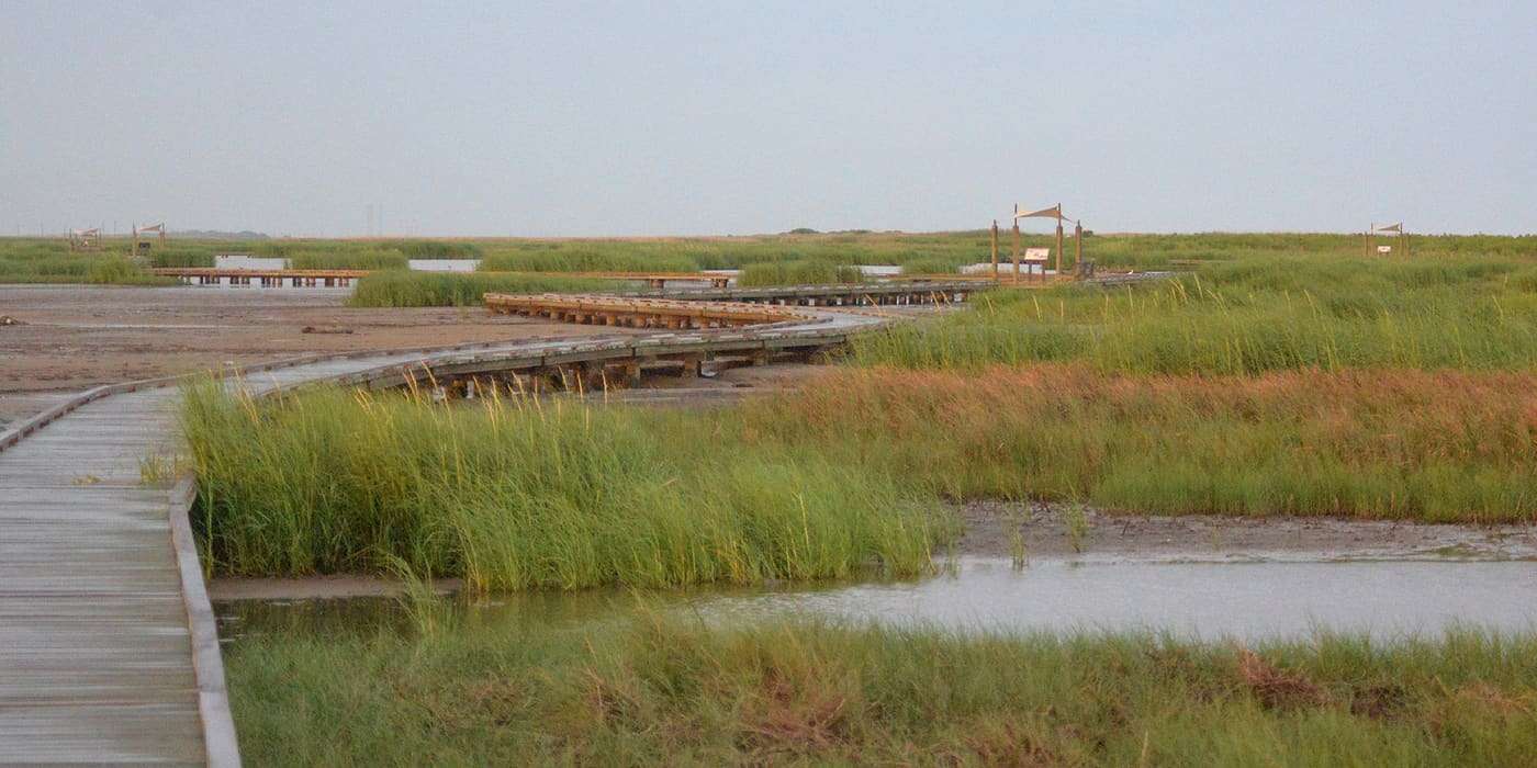 Gambusia Nature Trail Boardwalk, a 0.9 mile boardwalk through tidal mud flats and marshes at Sea Rim State Park, Jefferson County, Texas (29.6780N, 94.0350W 1 m