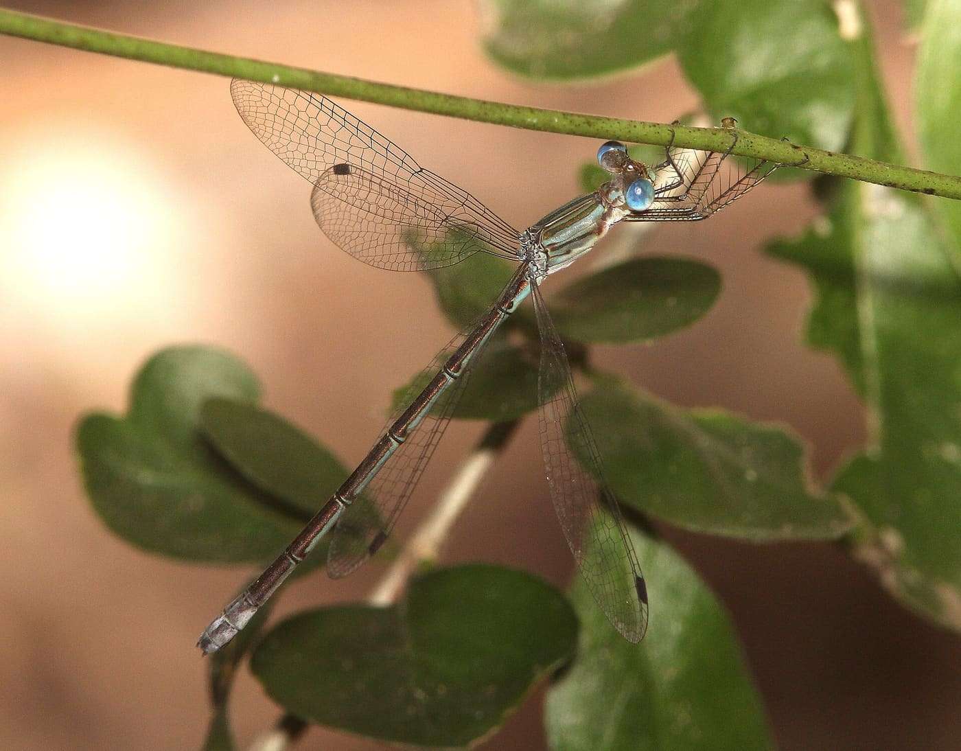 ODONATA