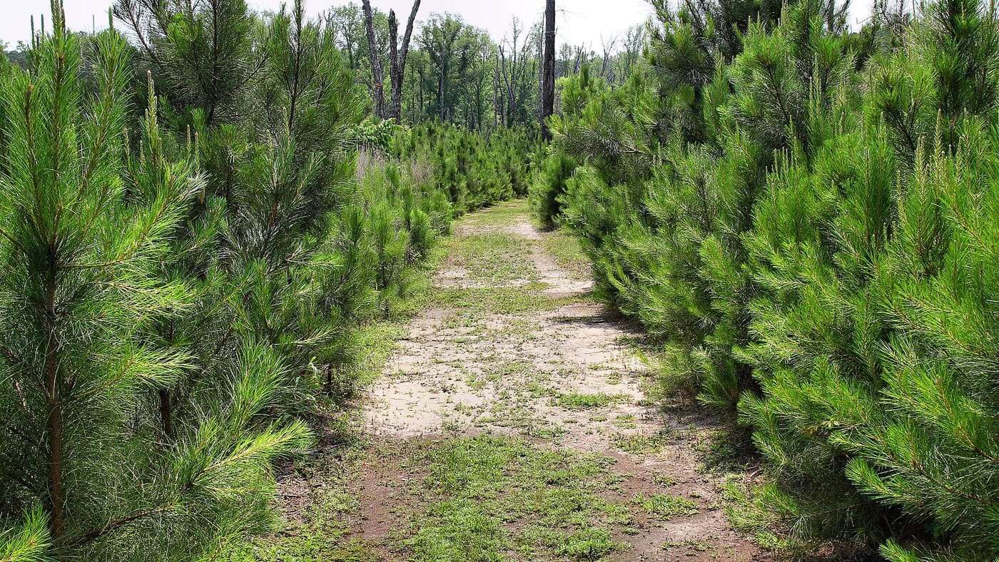 On the Terrace Trail in Atlanta State Park in Cass County, Texas. The easy trail is open to hiking and biking.