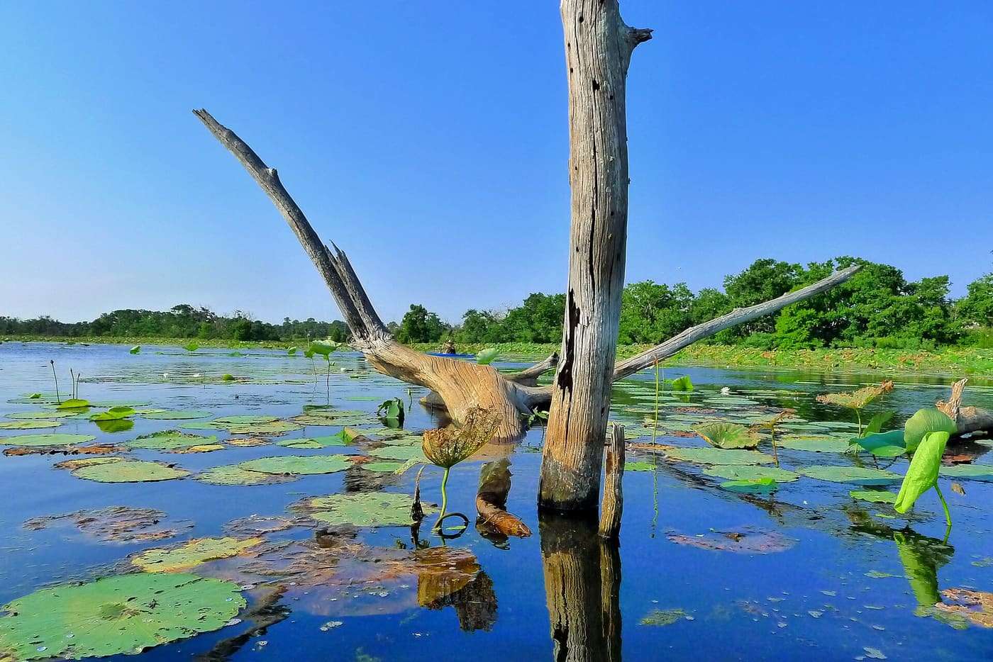 Sheldon Reservoir's Dead Tree