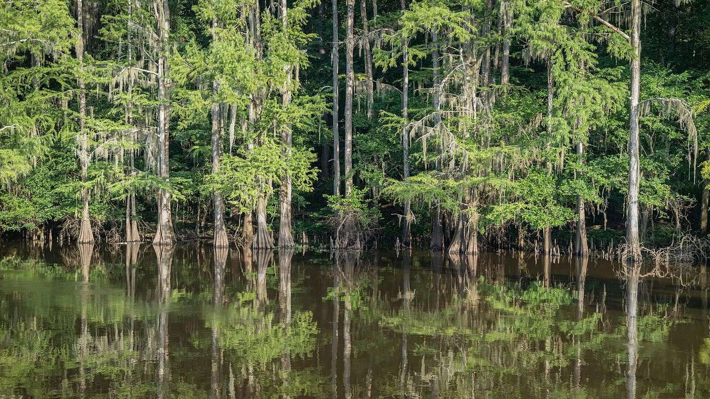 Caddo Lake, Texas