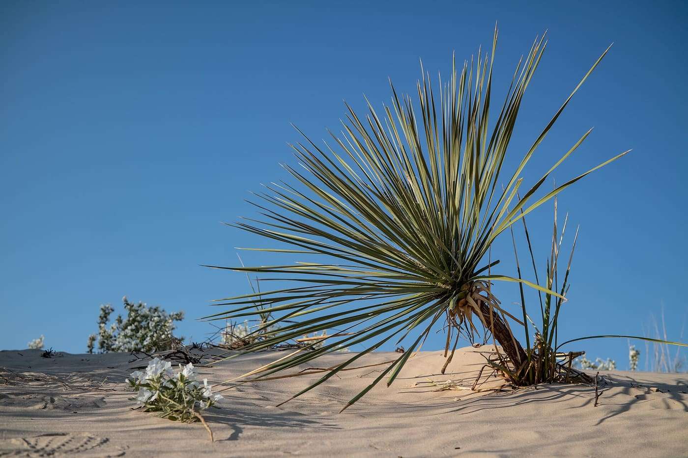Monahans Sandhills State Park, Texas