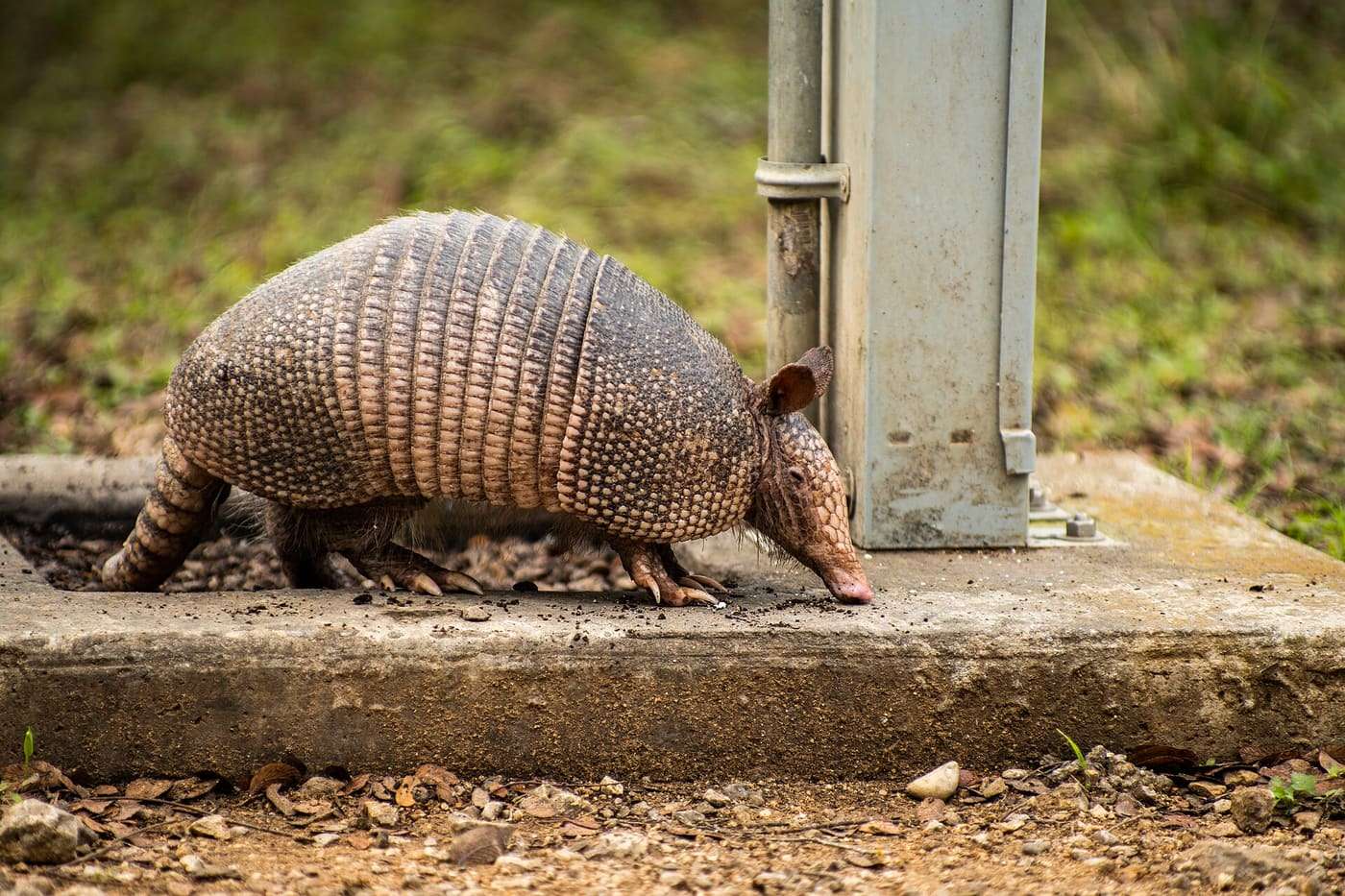 Armadillo snooting around in the wet under a facet near a campsite at Guadalupe River State Park, Texas.