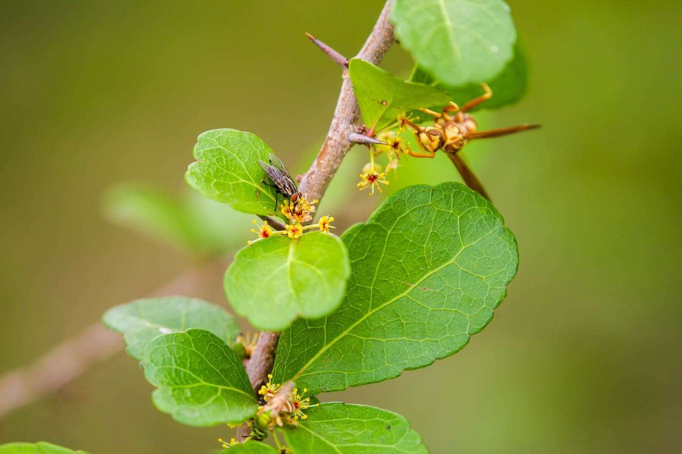 Brush Holly ( Xylosma flexuosa ) in the United States